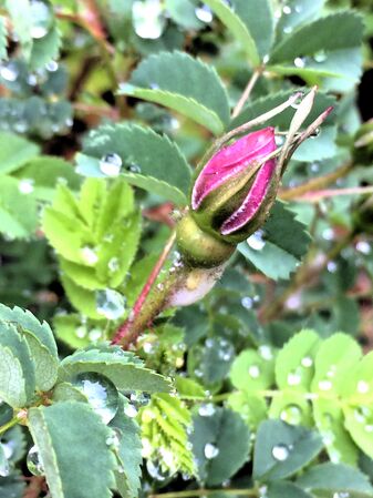 Un rosier pimprenelle aux boutons floraux allongés