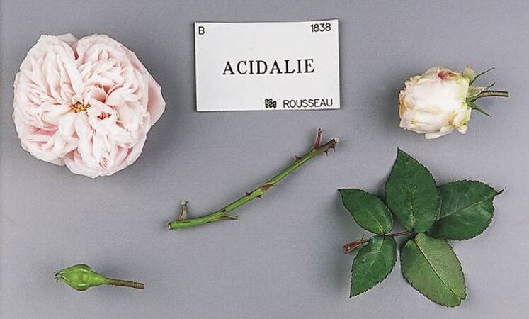 Acidalie, Stéphane Barth, L'Haÿ 3-2-w.jpg