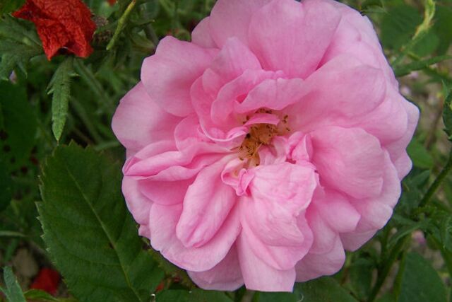 Datei:Gracilis, Roses Loubert-1-w.jpg – Rose-Biblio