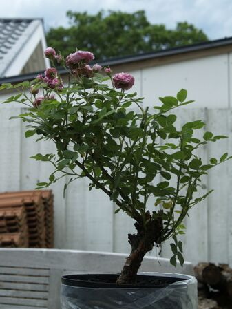 Rosa cenfifolia-Pompon de Bourgogne-2019-06-21- 6218185.JPG
