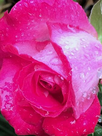 Une rose translucide, aux pétales d'un rose éclatant; dont la base est blanche
