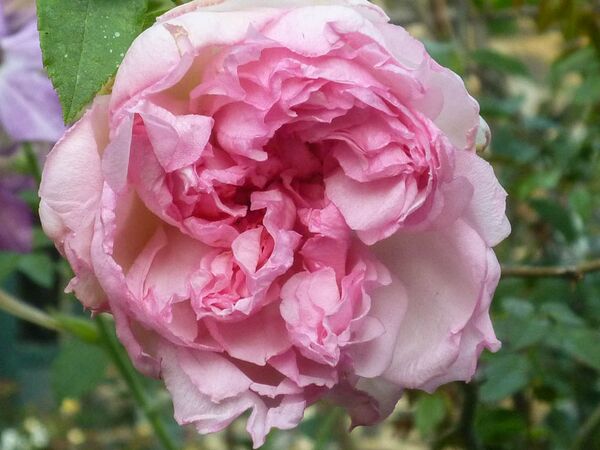 Rose of Yesterday, Girija Viraraghavan 7-2-w.jpg