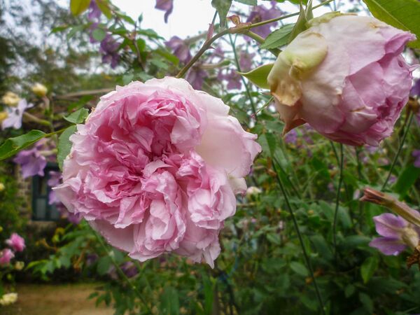 Rose of Yesterday, Girija Viraraghavan 8-2-w.jpg