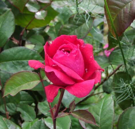 Belissama 01 - rugosa hyb tea GE Villa Rosa-2-w.jpg