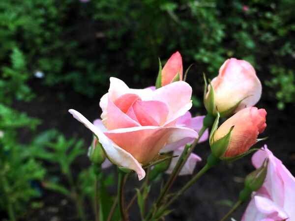 Des fleurs regroupées à très bel effet
