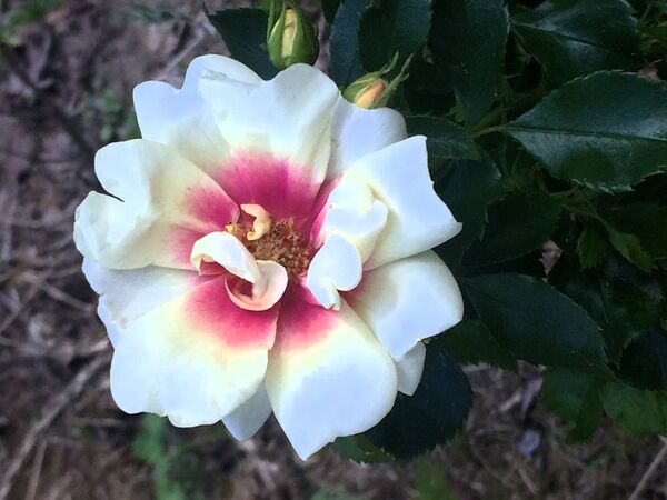 Une rose dont le coloris s'est estompé après deux jours