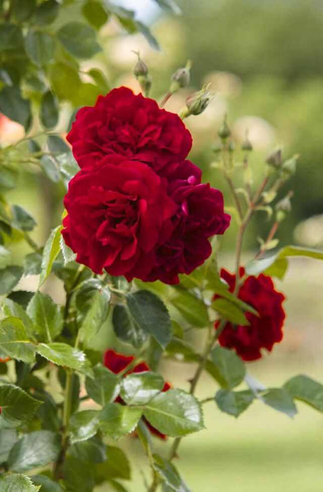 Fugue – Rose-Biblio