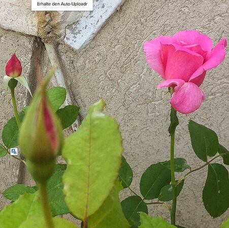 First Love, Assaf Shtilman 3-2-w.jpg