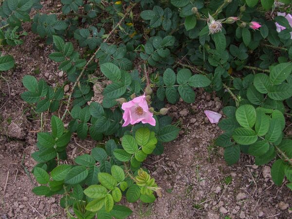 Rugosa Repens Rosea - Smith 1904 - GE Parennes DSCF3306-2-w.jpg
