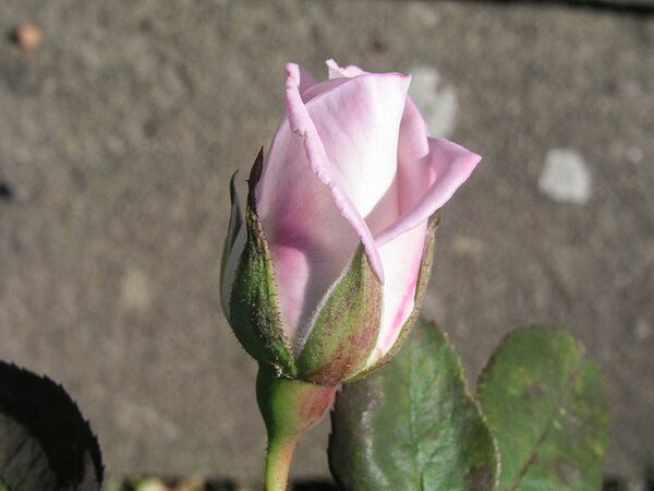 Silverado, Olomouc 2-2-w.jpg