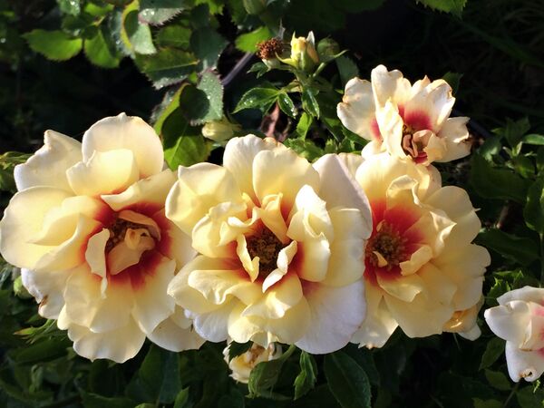 Fleurs groupées d'un ton jaune-crème au coeur rouge-grenat