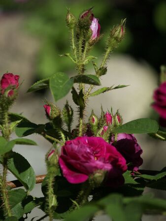 Rosa Centifolia-Henry Martin-2020-06-15- 6158961.jpg