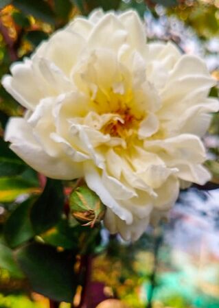 Dream in Cream, Girija Viraraghavan 8-2-w.jpg