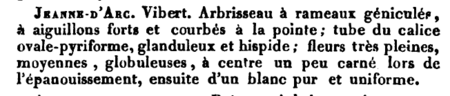 Jeanne d'Arc, Manuel Complet de l'Amateur de Roses, 1836, M. Boitard, Seite 240.PNG