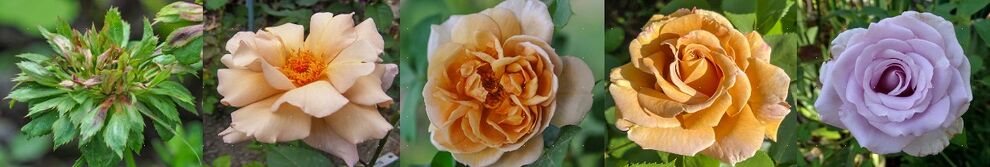 Kat Sonderfarben-w.jpg