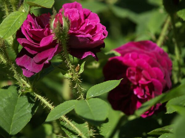 Rosa Centifolia-Henry Martin-2020-06-15- 6158960.jpg