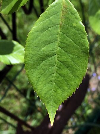 Feuilage vert-moyen, légèrement lustre, à dentition régulière