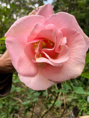 Takamasa Tsuge, Rosarian’s Rosarian 1-2-w.jpg