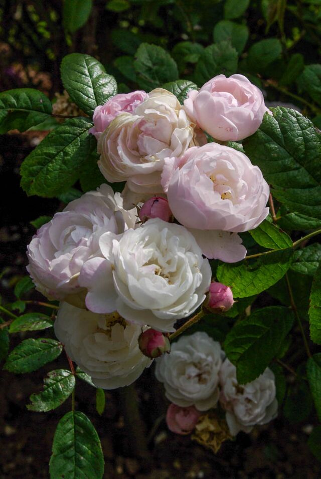 Sea Spray – Rose-Biblio