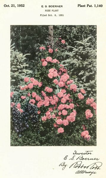 Datei:Pink Cloud, Boerner Patent 1140-2-w.jpg