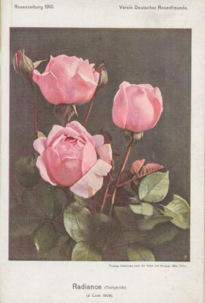 Radiance – Rose-Biblio