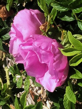 Larges fleurs d'un beau coloris