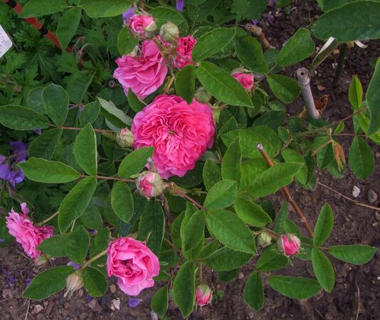 Agathe de Saint-Caprais-de-Blaye (4)-2-w.jpg