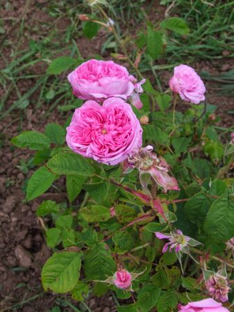 Found rose Corbara - Gallica - GE Parennes DSCF3421-2-w.jpg