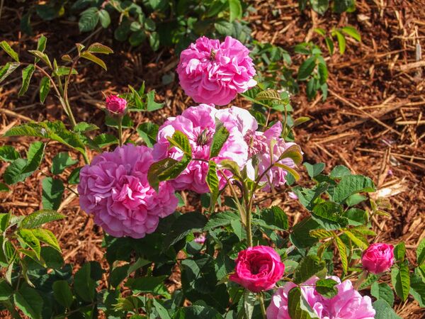 Found rose Toul Réo - Gallica - GE Parennes DSCF3362-2-w.jpg
