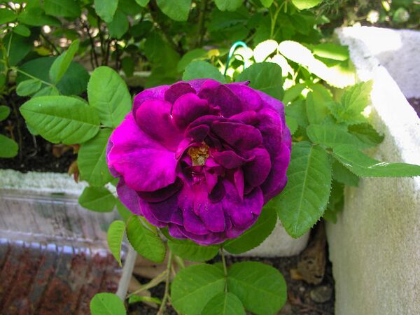 Nicolas Denisot - JPV P1010011-2-w.jpg