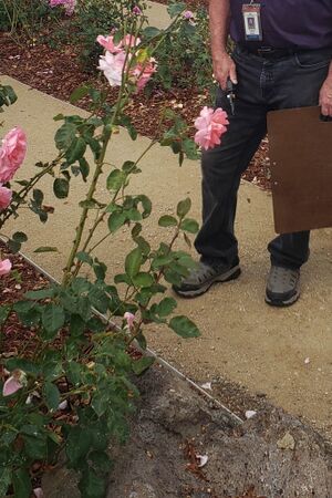 Pink Parfait, Jill Perry 2-2-w.jpg