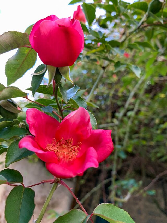 Raman Effect – Rose-Biblio
