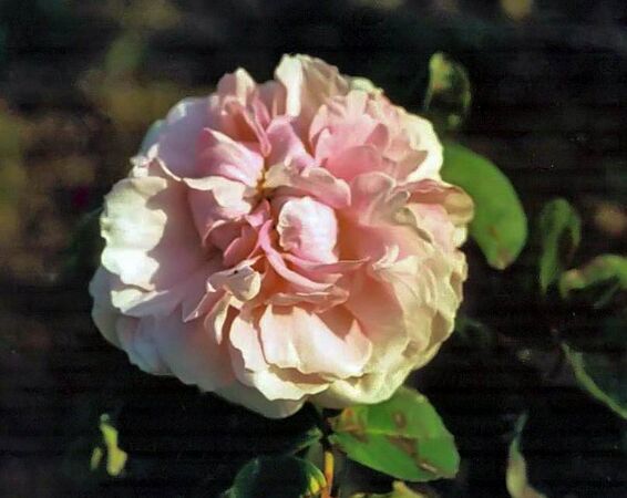 Rosa centifolia rosea filtered-3-g.jpg