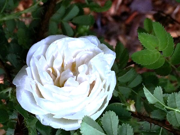 Première fleur éclose en ce début mai 2026 (floraison très hâtive en effet!)