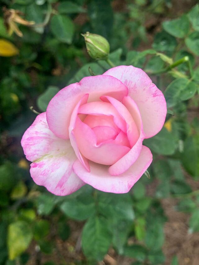 Datei:Maura la Cava, Malcom Manners 5-1-w.jpg – Rose-Biblio