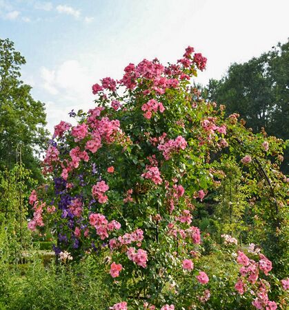 Mela Rosa, Lebrun 4-2-w.jpg