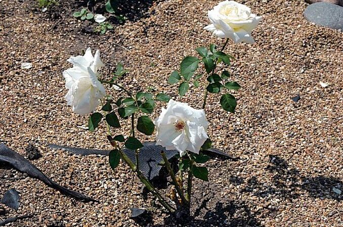 Mount Shasta, Olga Topalova 1-2-w.jpg
