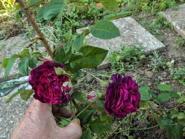 Rose Meursac 5-2-w.jpg