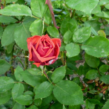 Señora de Bornas, carmenbcdc. 2-2-w.jpg