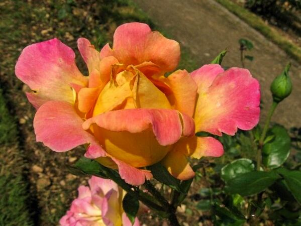 Tahiti, AmiRoses-2-w.jpg