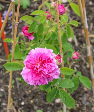 Agathe de Saint-Caprais-de-Blaye (10)-2-w.jpg