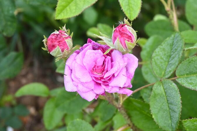 DSC 5953-2-w.jpg