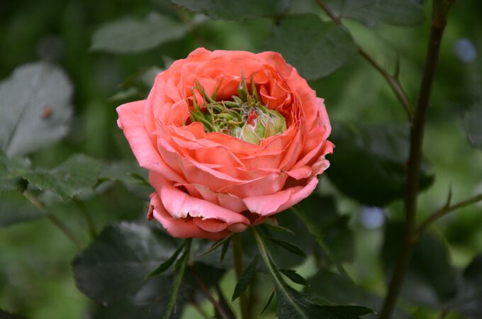 Rose aus Goesnes, Foto Françoise Deville