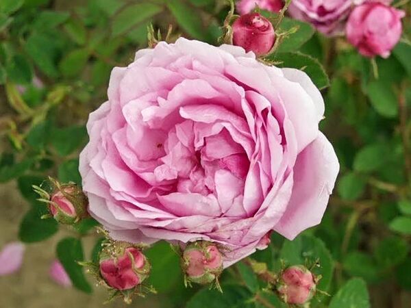 Rosa centifolia (provenance kassel) filtered-3-g.jpg