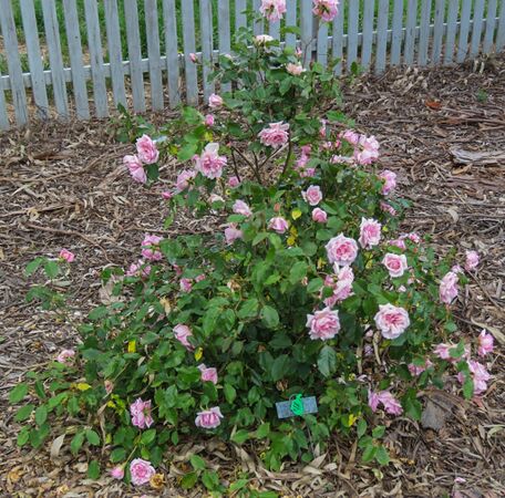 Alexandra Pink Tea, Margaret Furness 1-2-w.jpg