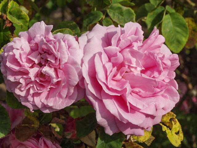 Datei:Duc de Fitzjames, Raymond Loubert-w.jpg – Rose-Biblio