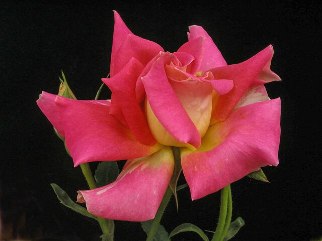 Michael Mander – Rose-Biblio