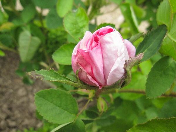 Salet, Stéphane Barth, L'Haÿ 4-2-w.jpg