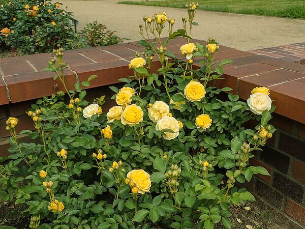 Venus, Salicyna, Szczecin, Polen 9-2-w.jpg