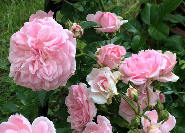 Roses doubles, aux boutons floraux globuleux et aux pétales centraux d'un rose plus soutenu